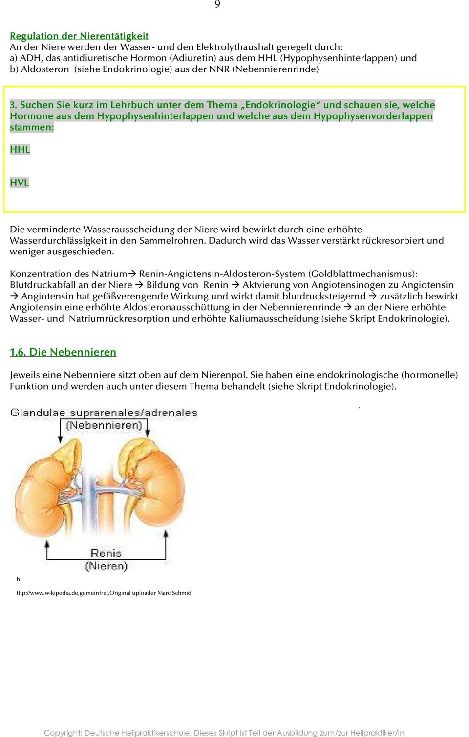 Suchen Sie kurz im Lehrbuch unter dem Thema Endokrinologie Endokrinologie und schauen sie, welche Hormone aus dem Hypophysenhinterlappen und welche aus dem Hypophysenvorderlappen stammen: HHL HVL Die