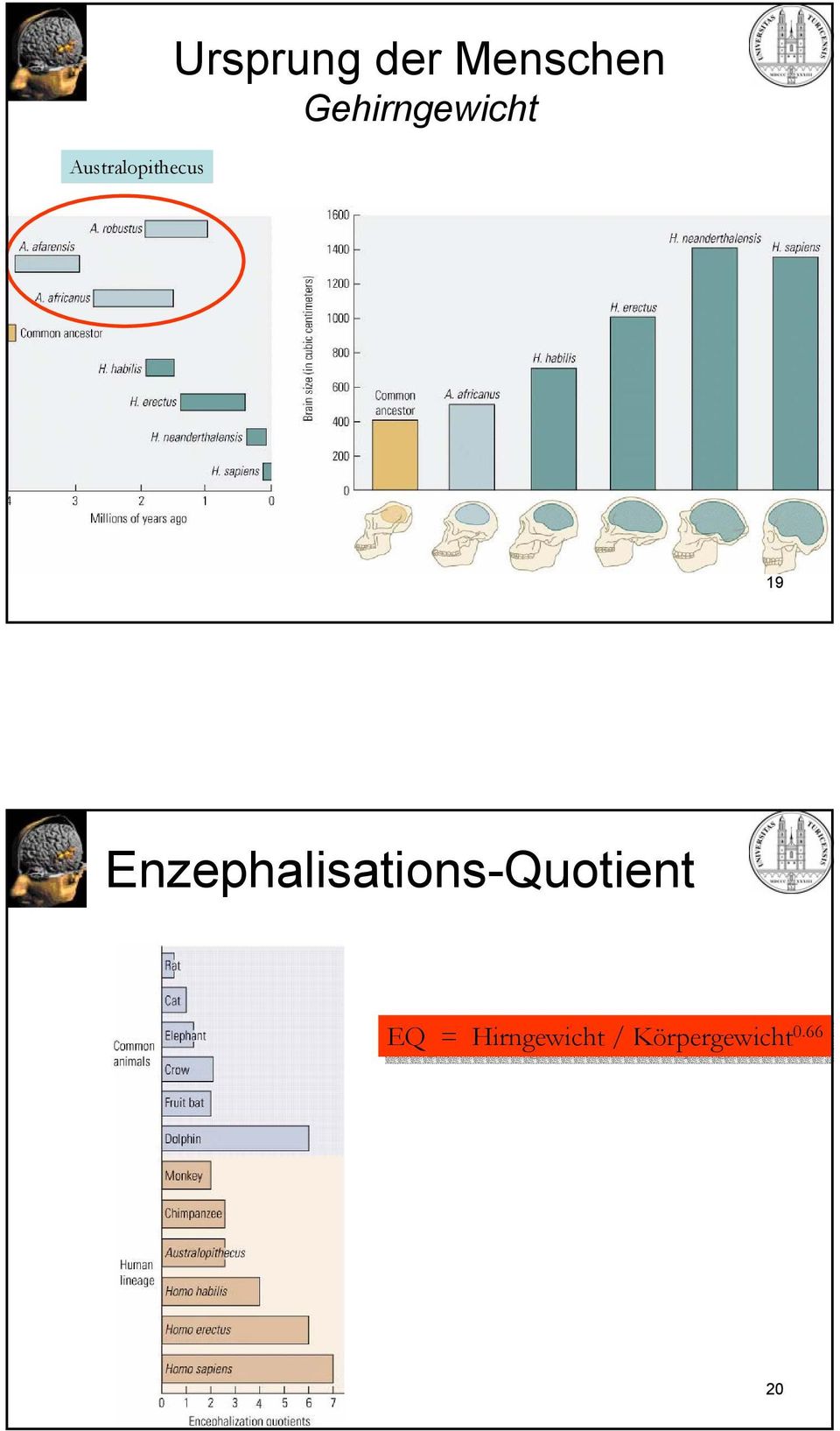 Enzephalisations-Quotient EQ =