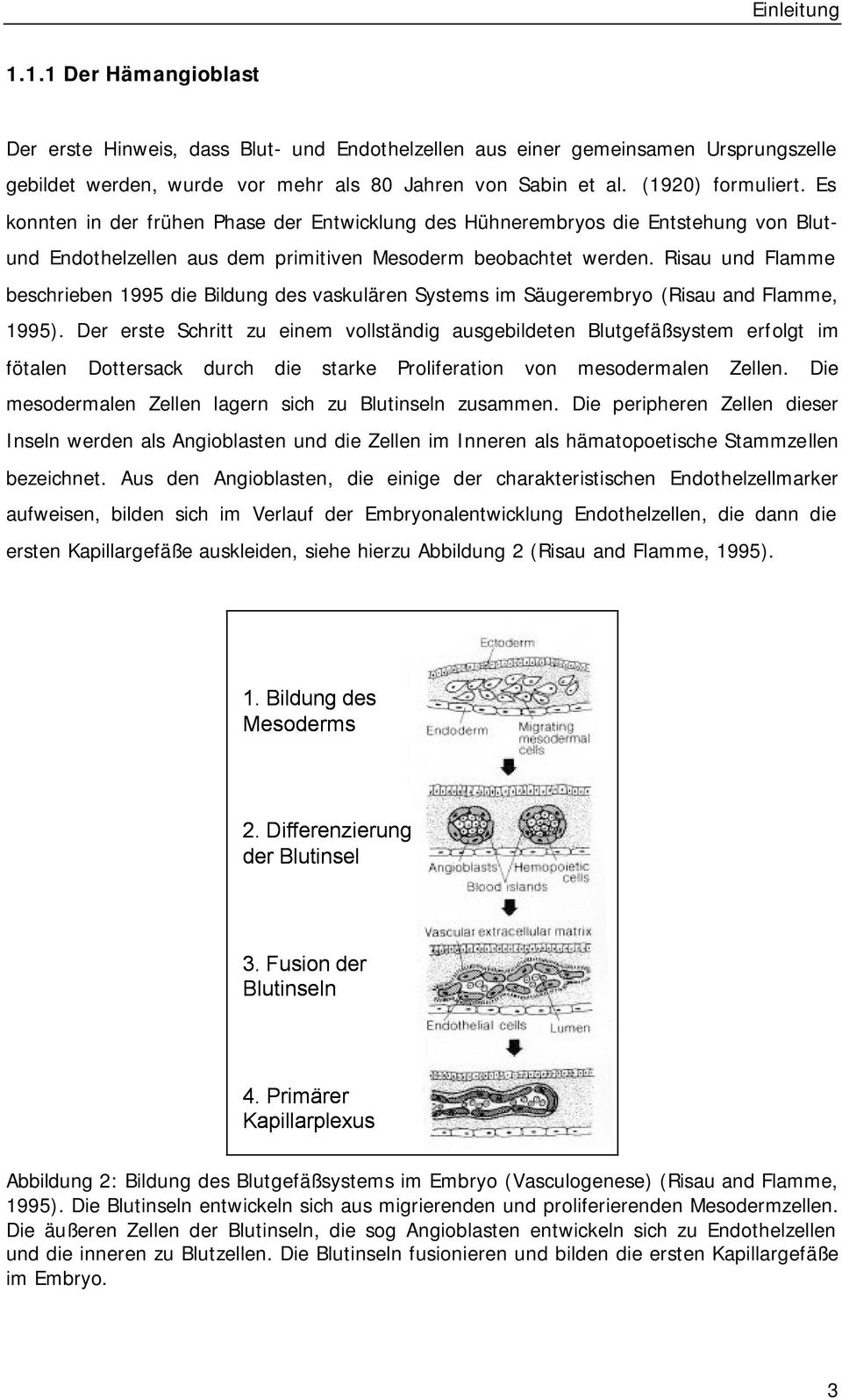 Risau und Flamme beschrieben 1995 die Bildung des vaskulären Systems im Säugerembryo (Risau and Flamme, 1995).