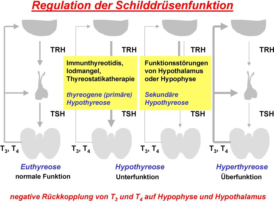 Hypophyse Sekundäre Hypothyreose TSH TSH 3, T 4 T 3, T 4 T 3, T 4 T 3, T 4 Euthyreose normale Funktion