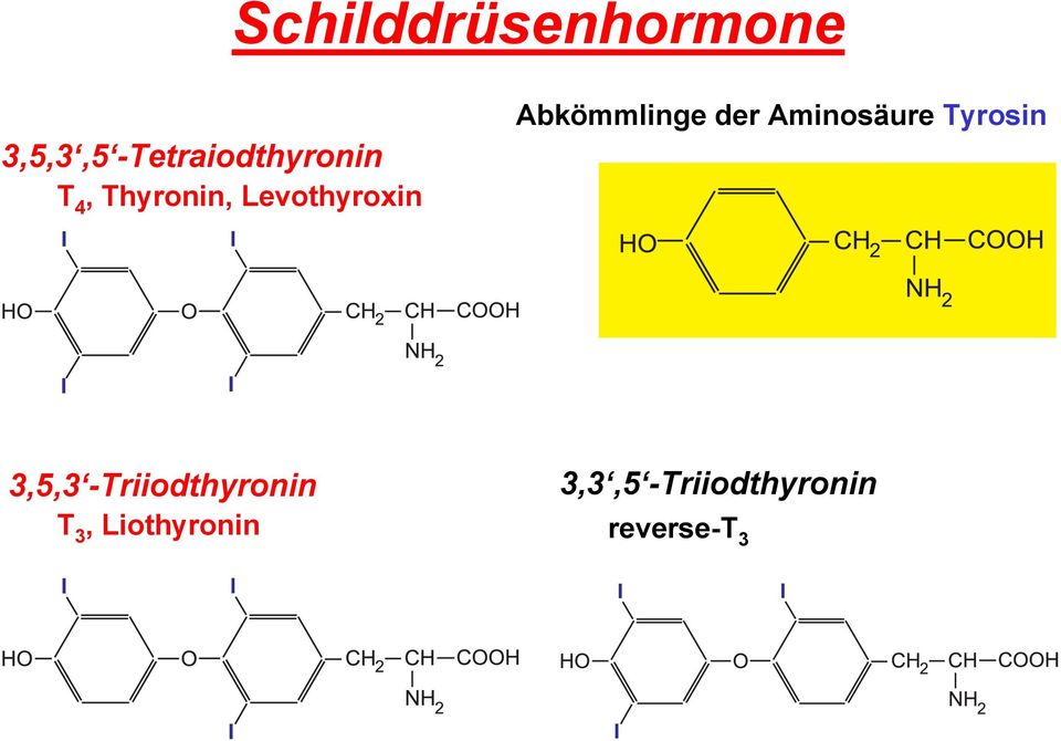 Aminosäure Tyrosin 3,5,3 -Triiodthyronin T 3,