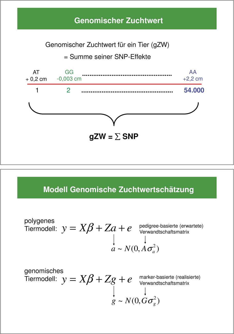 000 gzw = SNP Modell Genomische Zuchtwertschätzung polygenes Tiermodell: y = Xβ + Za + e