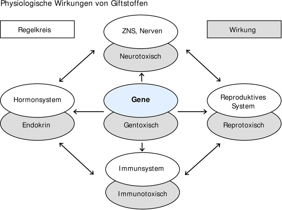 Hormonsystem Endokrin Gene Gentoxisch