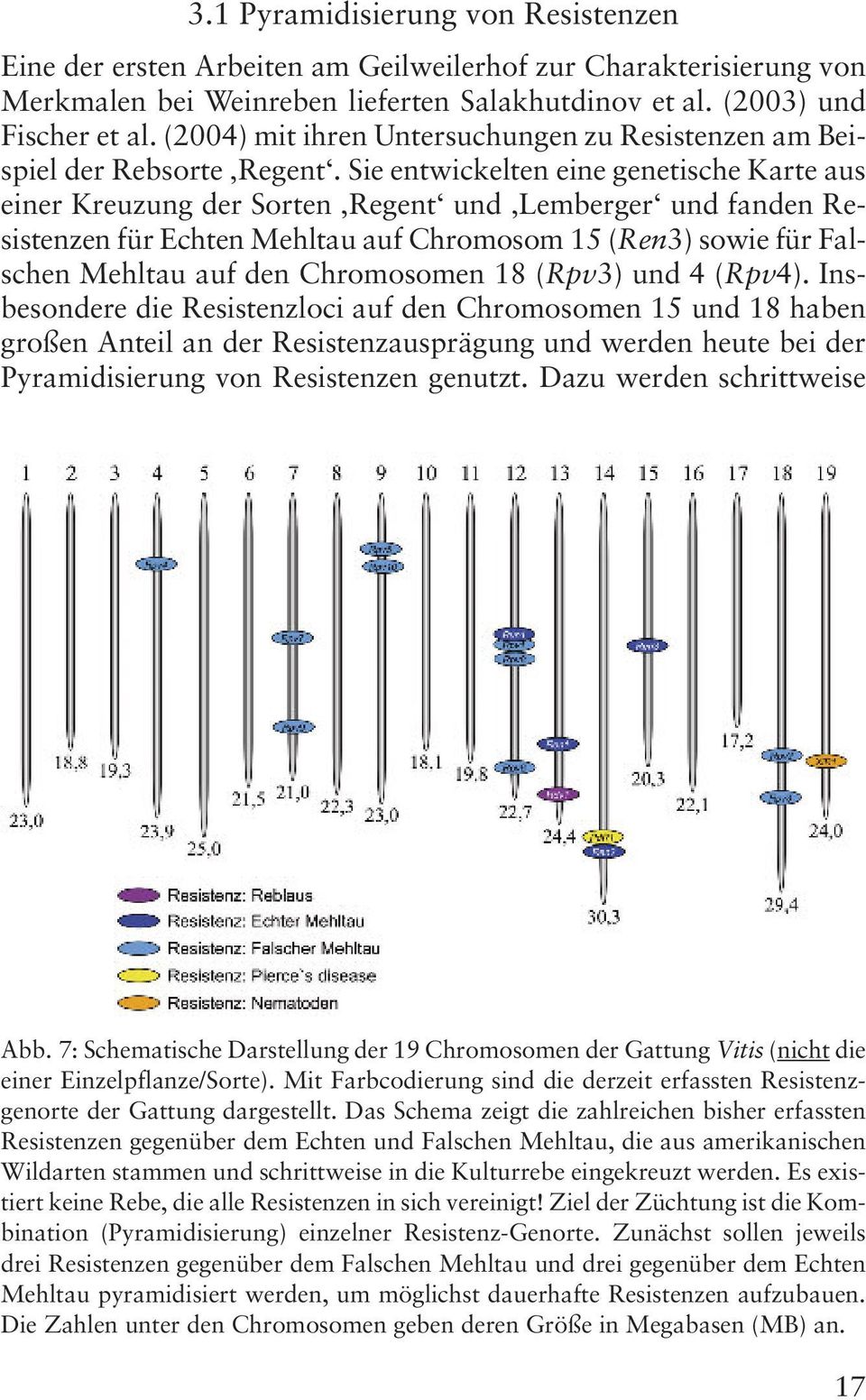 Sie entwickelten eine genetische Karte aus einer Kreuzung der Sorten Regent und Lemberger und fanden Resistenzen für Echten Mehltau auf Chromosom 15 (Ren3) sowie für Falschen Mehltau auf den