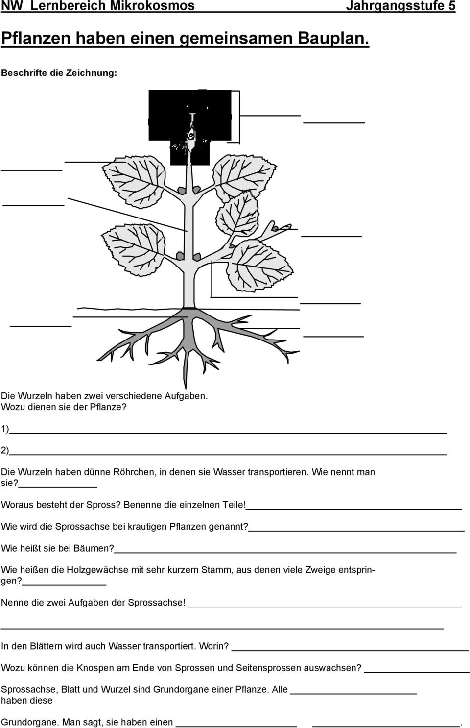 Wie wird die Sprossachse bei krautigen Pflanzen genannt? Wie heißt sie bei Bäumen? Wie heißen die Holzgewächse mit sehr kurzem Stamm, aus denen viele Zweige entspringen?
