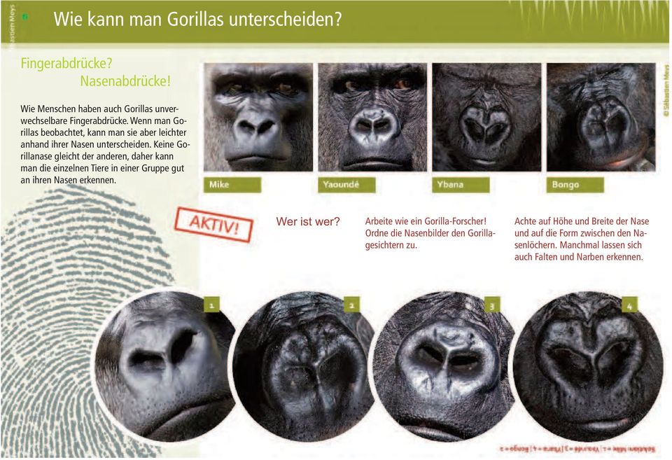 Keine Gorillanase gleicht der anderen, daher kann man die einzelnen Tiere in einer Gruppe gut an ihren Nasen erkennen. Wer ist wer?