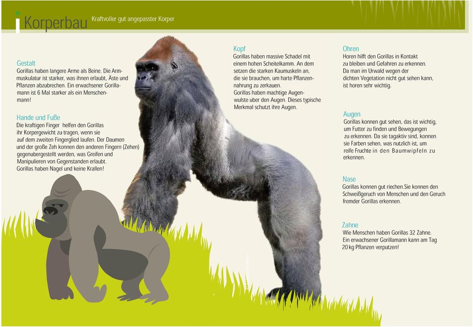 Der Daumen und der große Zeh können den anderen Fingern (Zehen) gegenübergestellt werden, was Greifen und Manipulieren von Gegenständen erlaubt. Gorillas haben Nägel und keine Krallen!