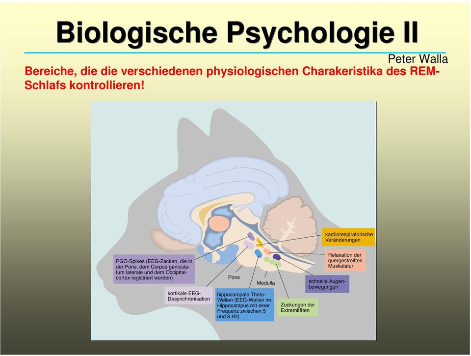 physiologischen