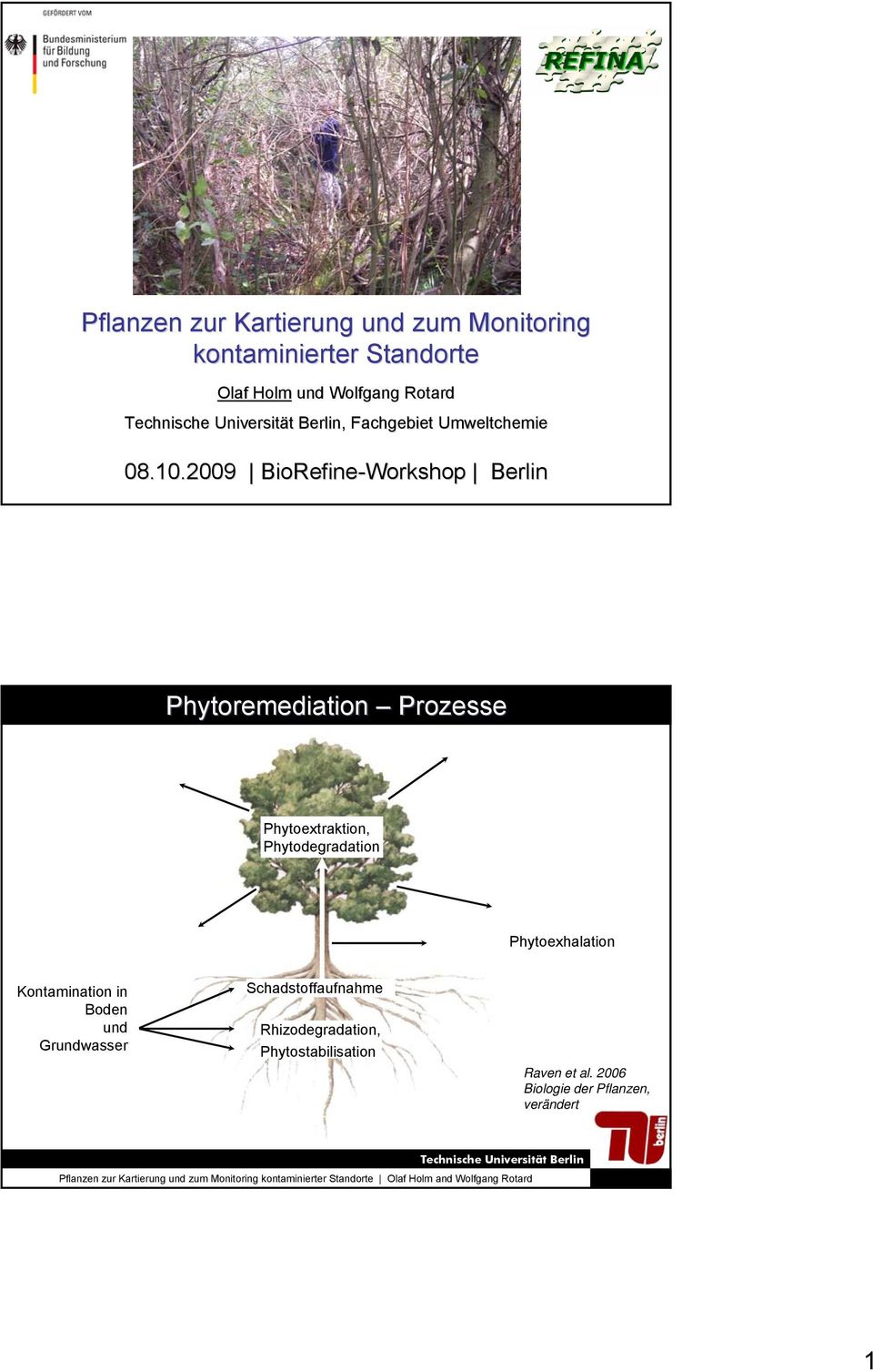2009 BioRefine-Workshop Berlin Phytoremediation Prozesse Phytoextraktion, Phytodegradation