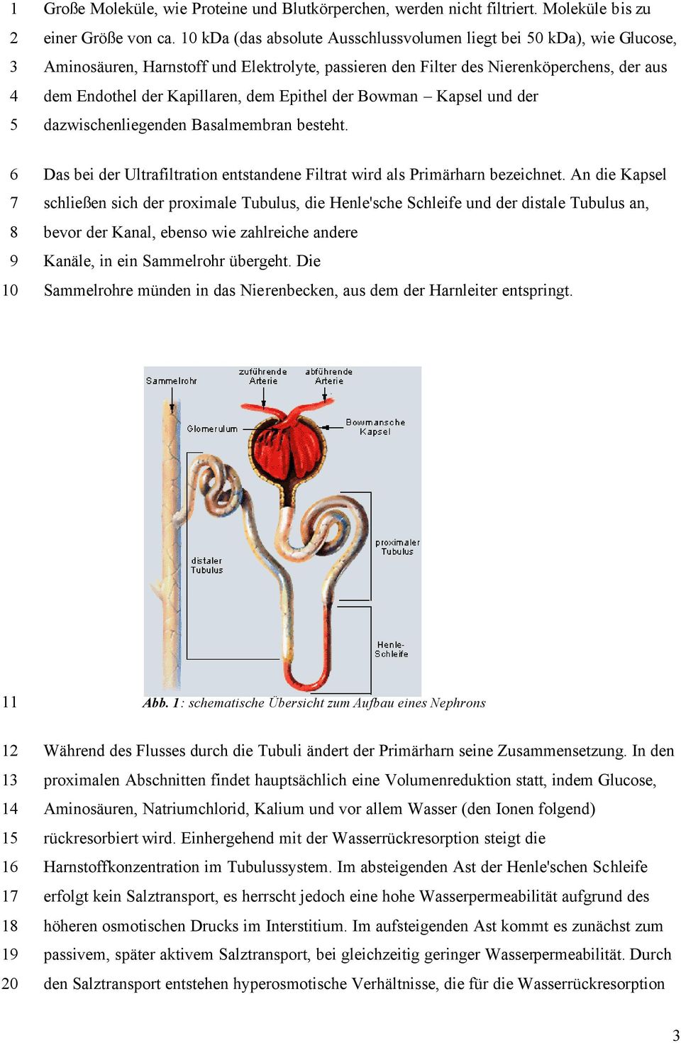 der Bowman Kapsel und der dazwischenliegenden Basalmembran besteht. Das bei der Ultrafiltration entstandene Filtrat wird als Primärharn bezeichnet.