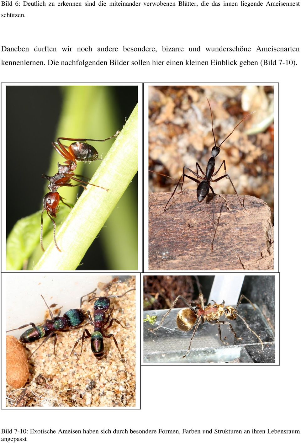 Daneben durften wir noch andere besondere, bizarre und wunderschöne Ameisenarten kennenlernen.