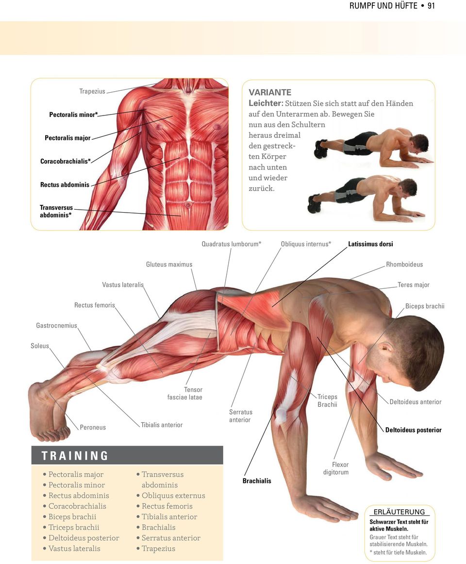 Transversus abdominis* Quadratus lumborum* Obliquus internus* Latissimus dorsi Gluteus maximus Rhomboideus Vastus lateralis Teres major Rectus femoris Biceps brachii Gastrocnemius Soleus Peroneus