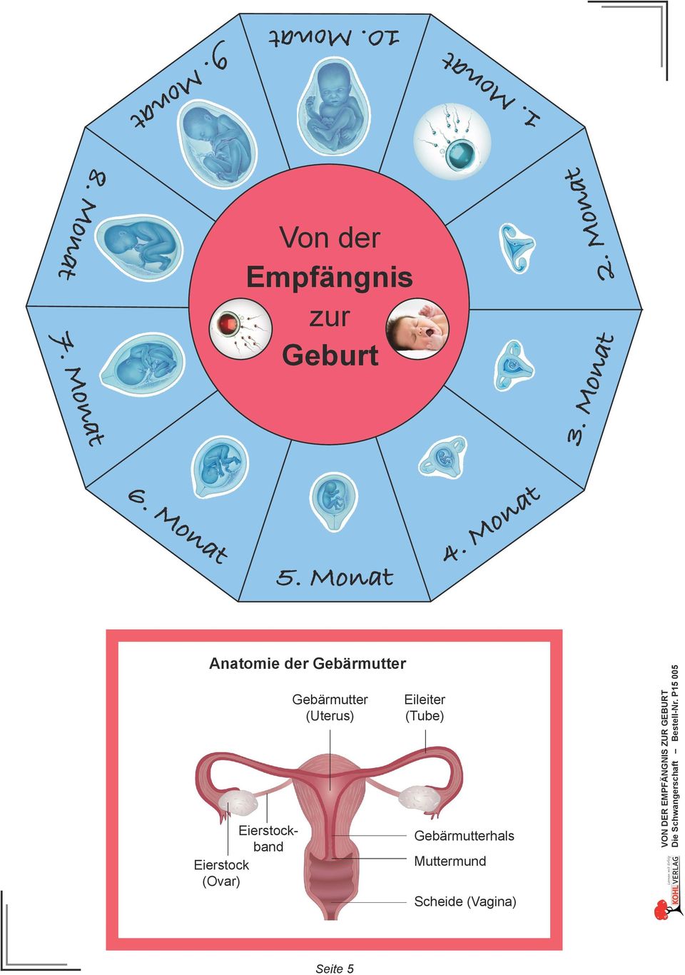 (Tube) Gebärmutterhals Muttermund Scheide (Vagina) VON DER