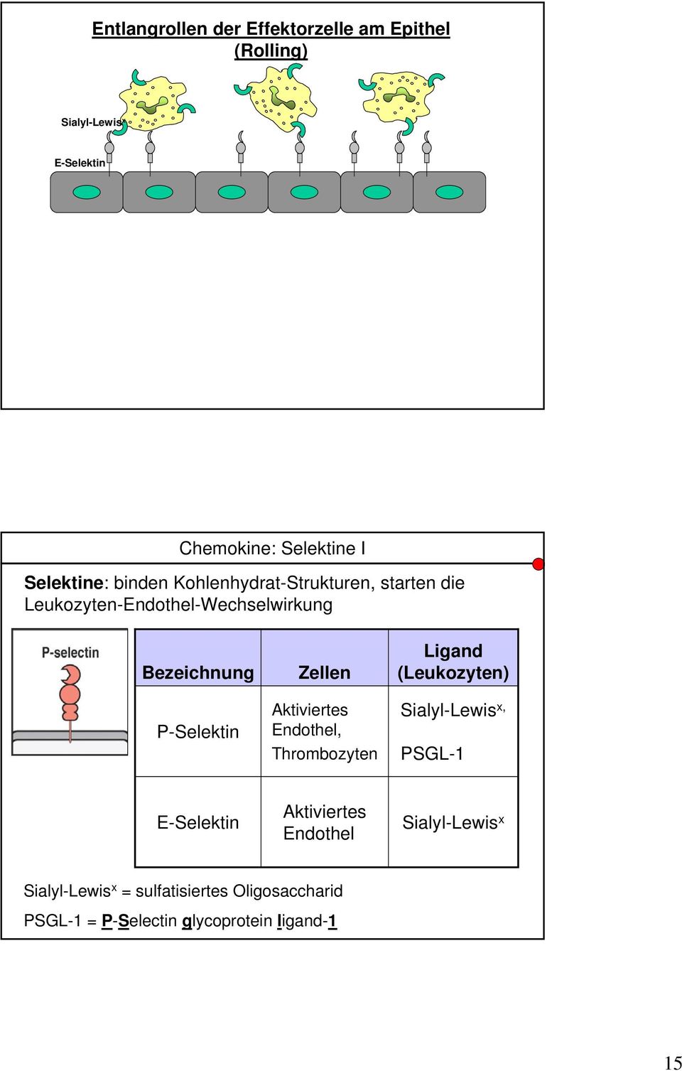 P-Selektin Zellen Aktiviertes Endothel, Thrombozyten Ligand (Leukozyten) Sialyl-Lewis x, PSGL-1 E-Selektin