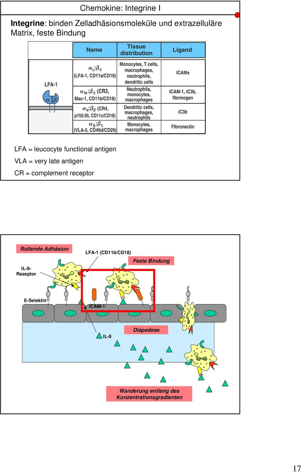 = complement receptor Rollende Adhäsion IL-8- Rezeptor LFA-1 (CD11b/CD18) Feste