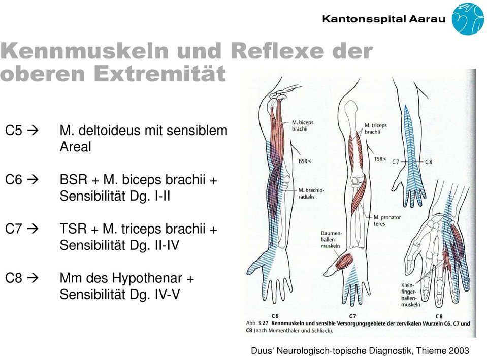 biceps brachii + Sensibilität Dg. I-II C7 TSR + M.