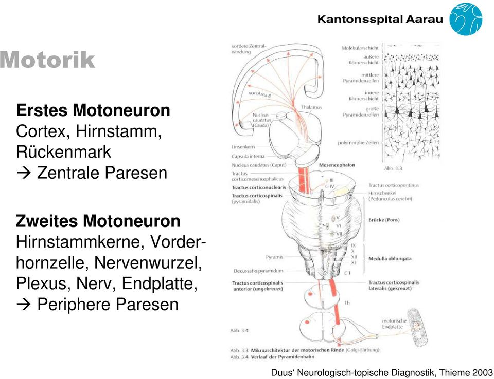 Vorderhornzelle, Nervenwurzel, Plexus, Nerv, Endplatte,