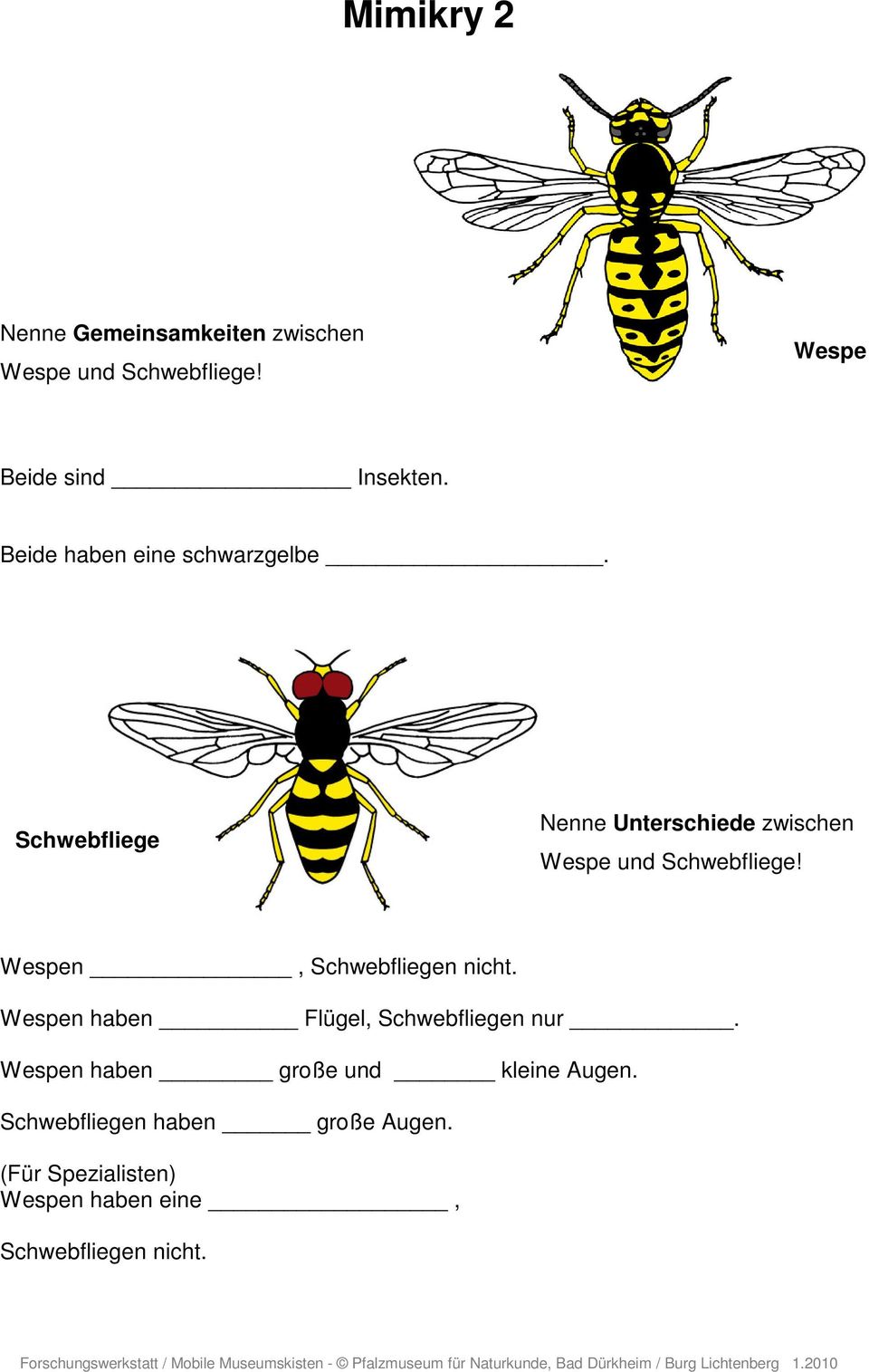 Schwebfliege Nenne Unterschiede zwischen Wespe und Schwebfliege! Wespen, Schwebfliegen nicht.