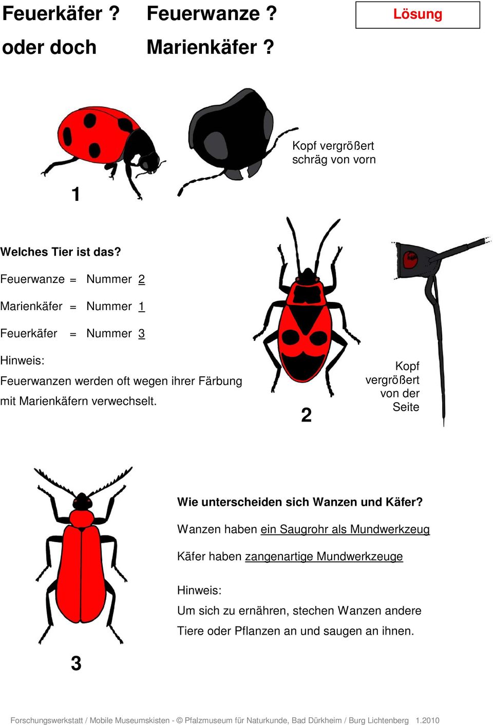 Marienkäfern verwechselt. 2 Kopf vergrößert von der Seite Wie unterscheiden sich Wanzen und Käfer?