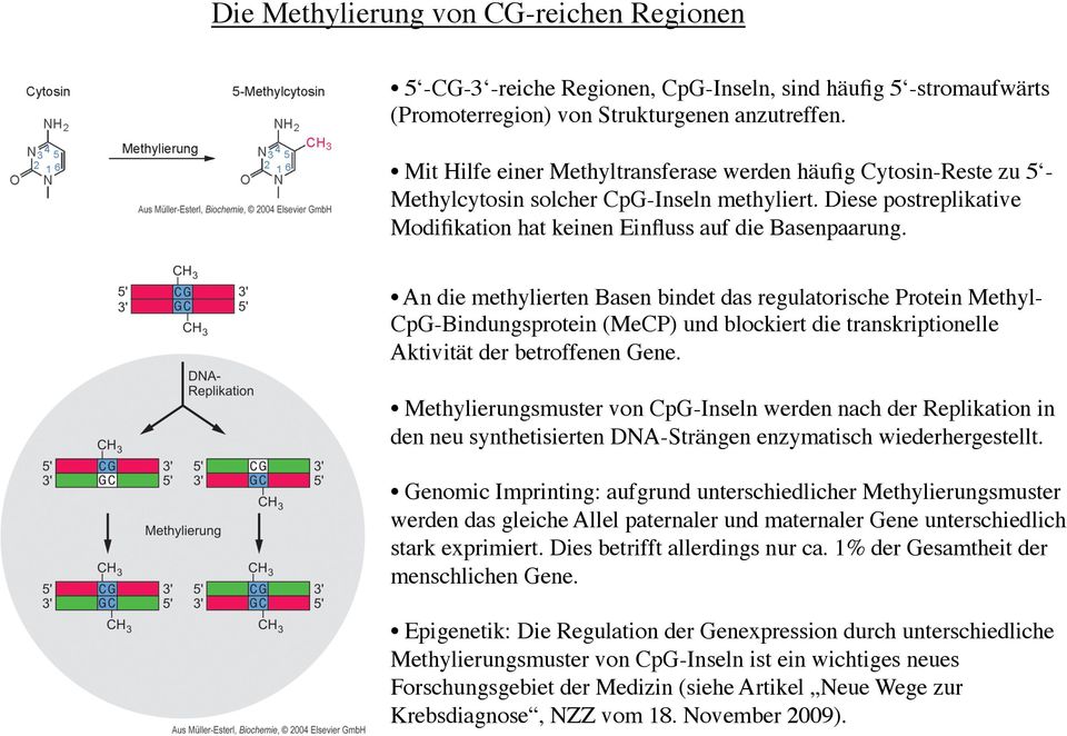 An die methylierten Basen bindet das regulatorische Protein Methyl- CpG-Bindungsprotein (MeCP) und blockiert die transkriptionelle Aktivität der betroffenen Gene.