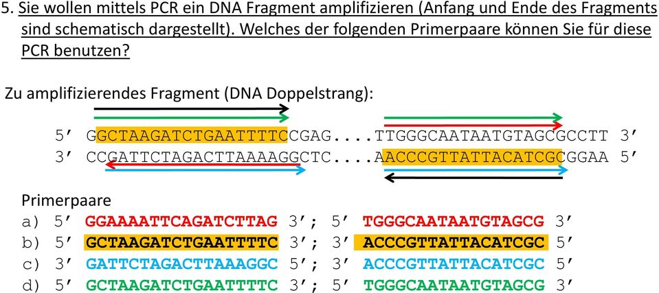 Zu amplifizierendes Fragment (DNA Doppelstrang): 5 GGCTAAGATCTGAATTTTCCGAG...TTGGGCAATAATGTAGCGCCTT 3 3 CCGATTCTAGACTTAAAAGGCTC.