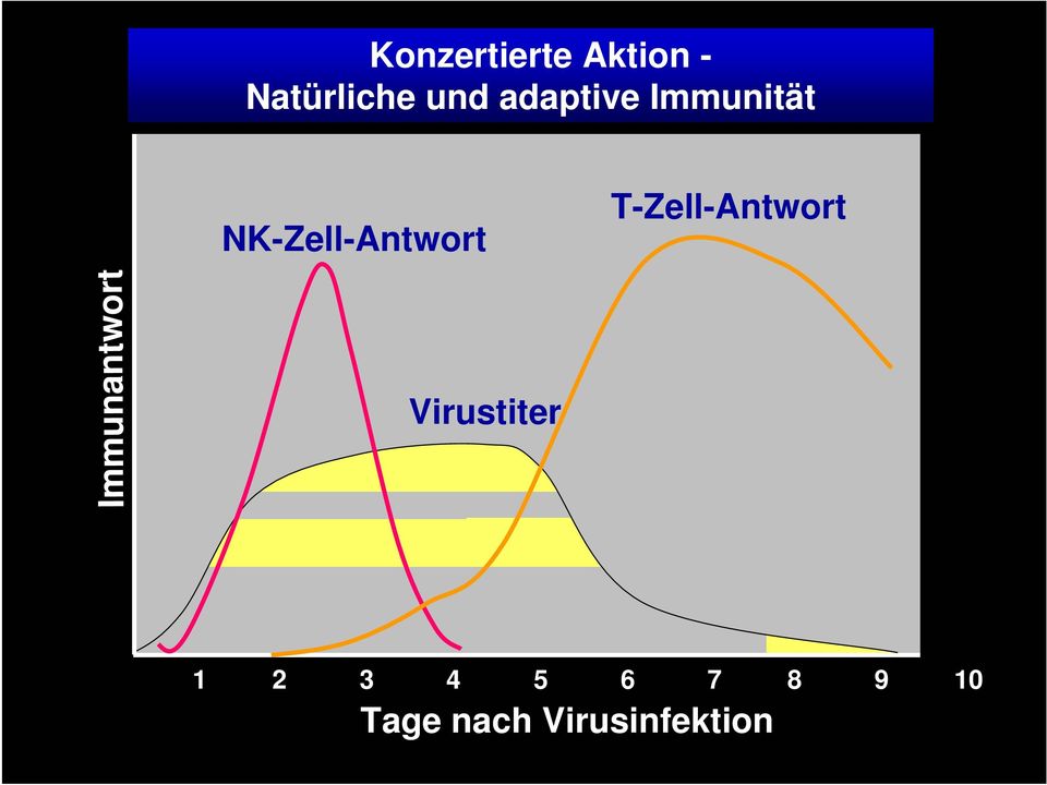 T-Zell-Antwort Immunantwort Virustiter