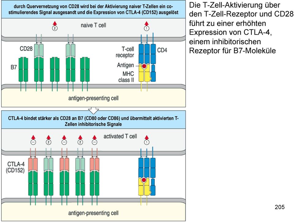 und CD28 führt zu einer erhöhten Expression von CTLA-4, einem inhibitorischen Rezeptor für B7-Moleküle