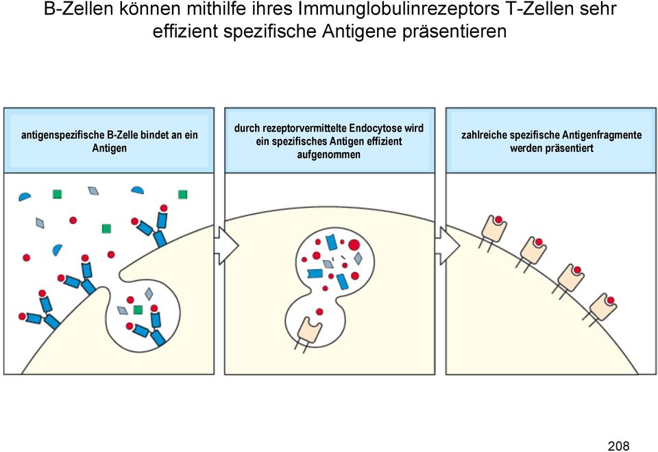 Antigen durch rezeptorvermittelte Endocytose wird ein spezifisches Antigen