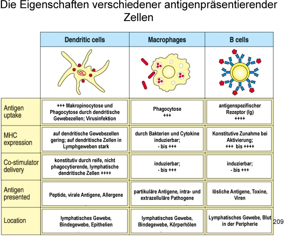 Cytokine induzierbar; - bis +++ induzierbar; - bis +++ Konstitutive Zunahme bei Aktivierung; +++ bis ++++ induzierbar; - bis +++ Peptide, virale Antigene, Allergene partikuläre Antigene, intra-