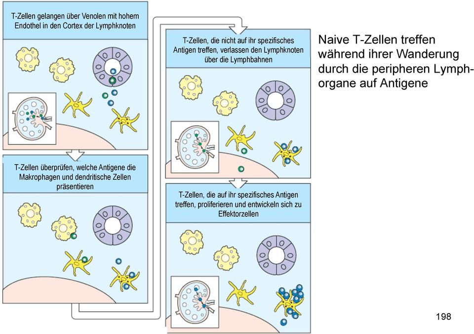 Wanderung durch die peripheren Lymphorgane auf Antigene T-Zellen überprüfen, welche Antigene die Makrophagen und