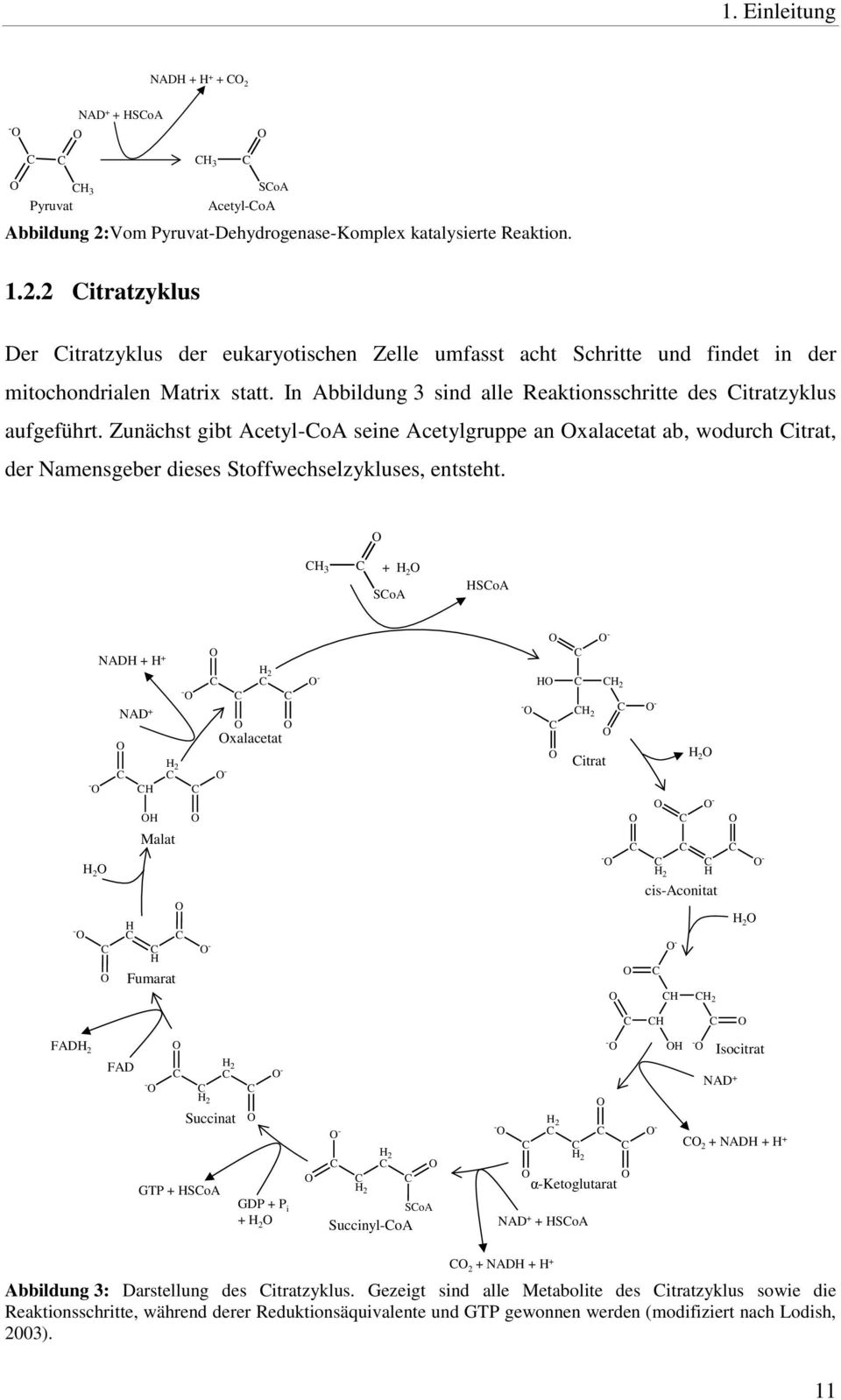 Zunächst gibt Acetyl-CoA seine Acetylgruppe an Oxalacetat ab, wodurch Citrat, der Namensgeber dieses Stoffwechselzykluses, entsteht.