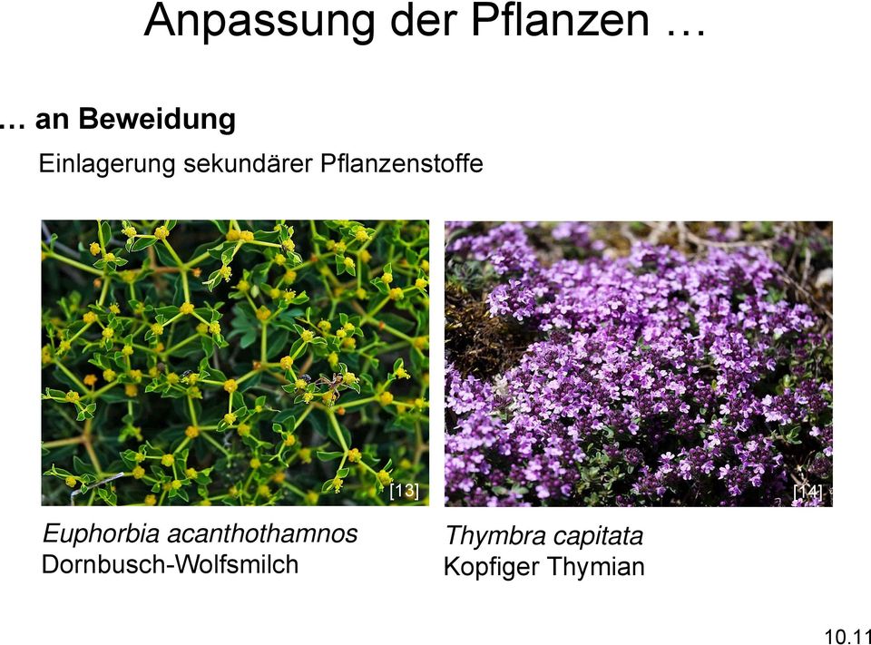 [14] Euphorbia acanthothamnos