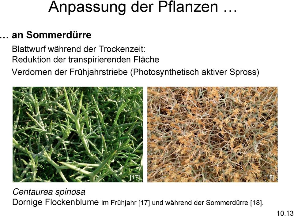Frühjahrstriebe (Photosynthetisch aktiver Spross) [17] [18] Centaurea