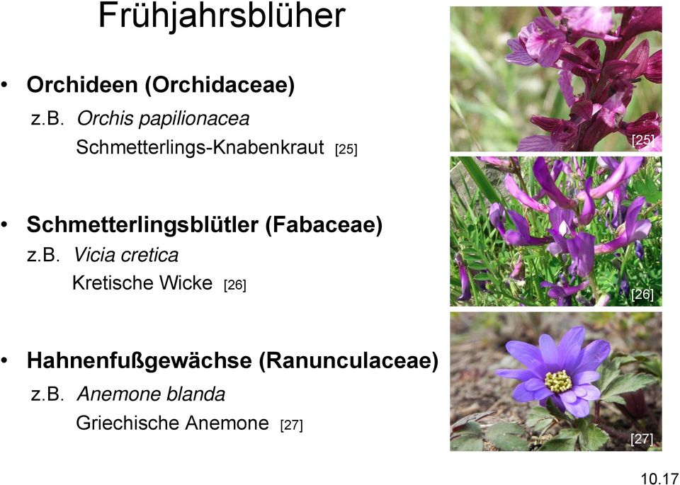 Orchis papilionacea Schmetterlings-Knabenkraut [25] [25]
