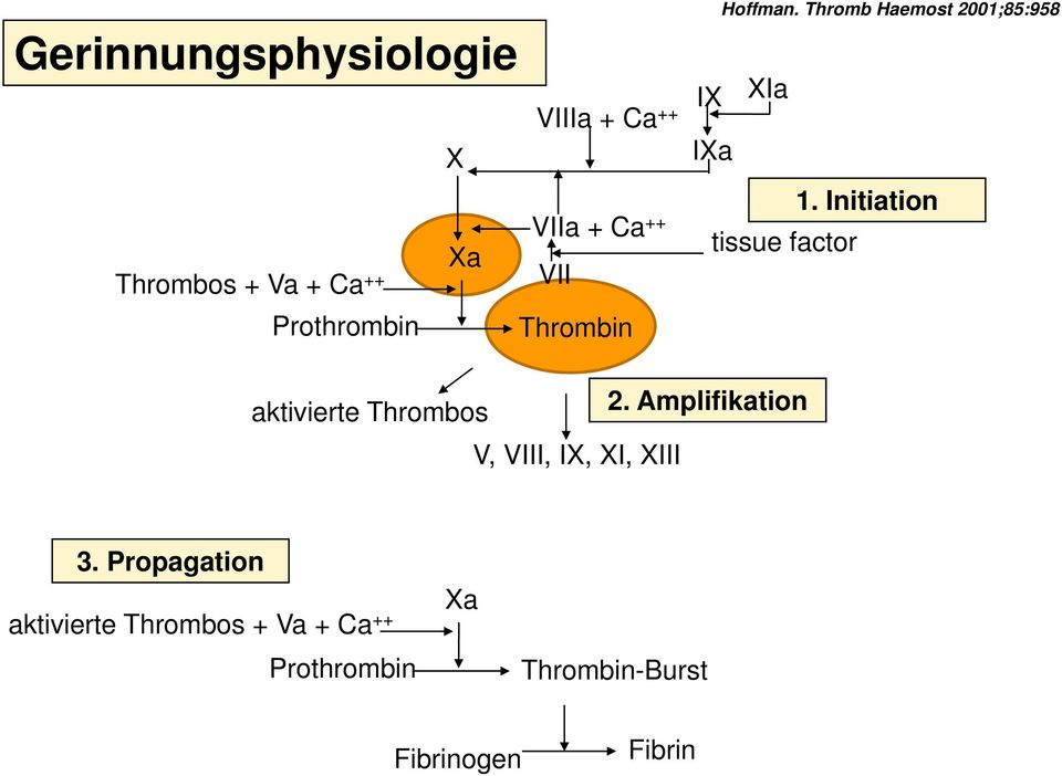 Initiation tissue factor aktivierte Thrombos 2.
