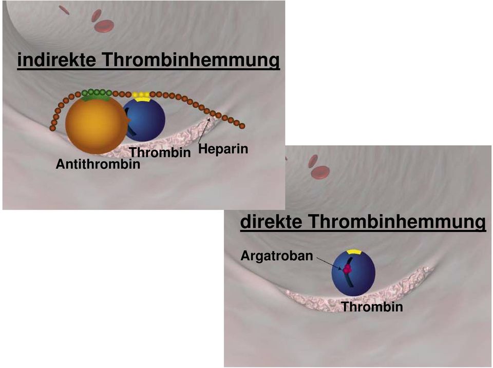 Antithrombin Thrombin
