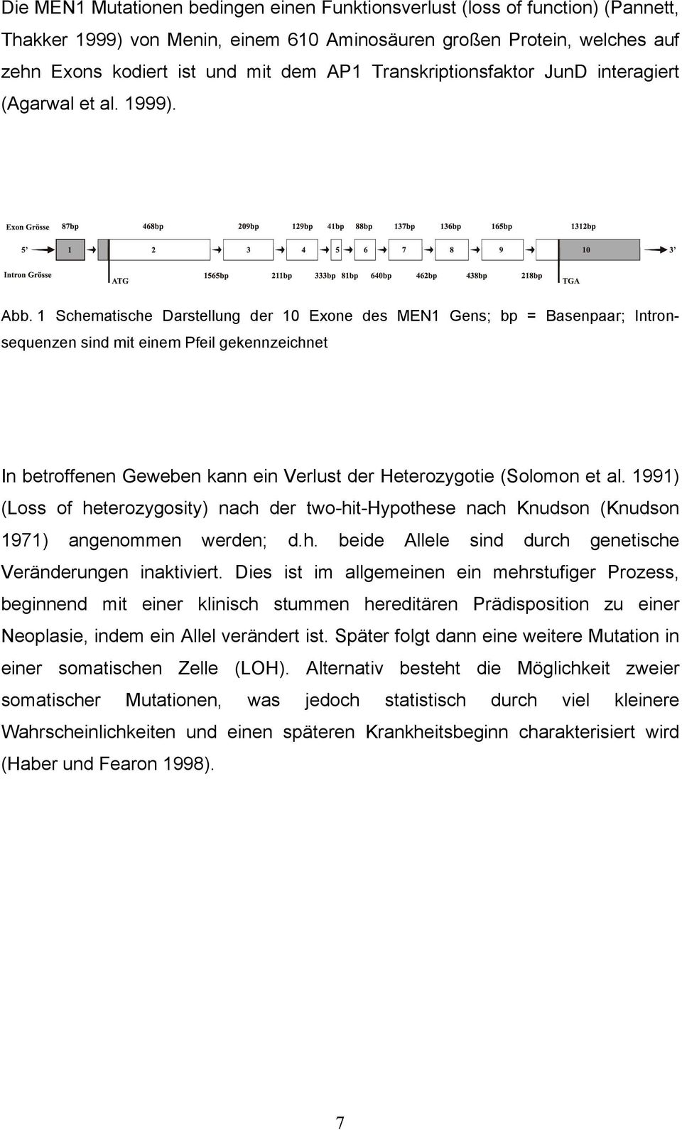 1 Schematische Darstellung der 10 Exone des MEN1 Gens; bp = Basenpaar; Intronsequenzen sind mit einem Pfeil gekennzeichnet In betroffenen Geweben kann ein Verlust der Heterozygotie (Solomon et al.