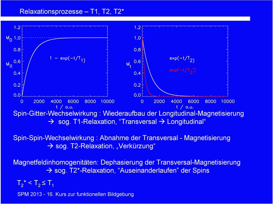 T1-Relaxation, Transversal Longitudinal Spin-Spin-Wechselwirkung : Abnahme der Transversal -