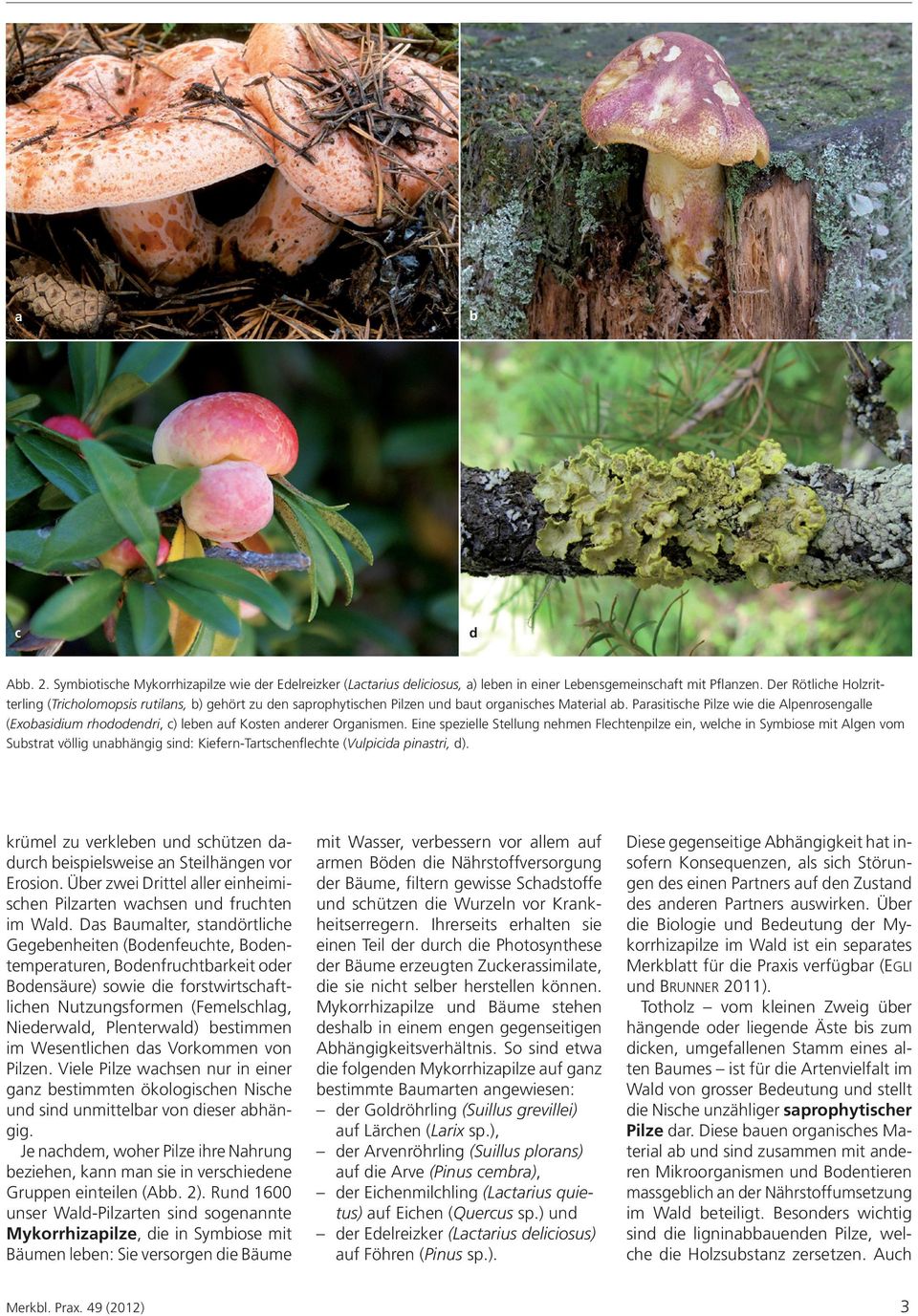 Parasitische Pilze wie die Alpenrosengalle (Exobasidium rhododendri, c) leben auf Kosten anderer Organismen.
