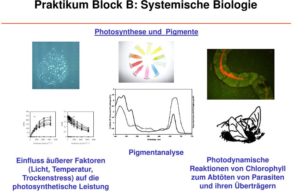 die photosynthetische Leistung Pigmentanalyse Photodynamische
