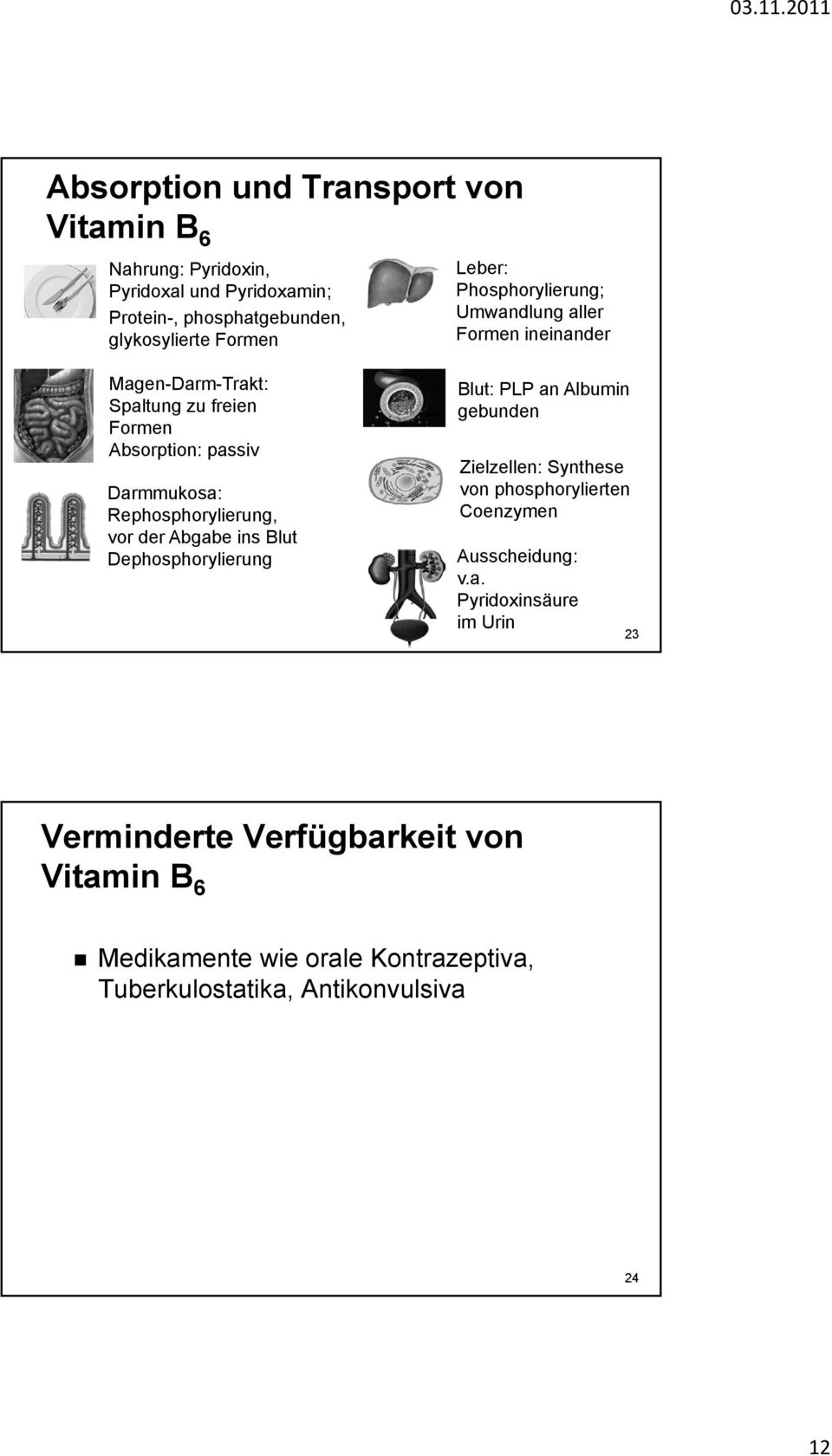 Rephosphorylierung, vor der Abgabe ins Blut Dephosphorylierung Blut: PLP an Albumin gebunden Zielzellen: Synthese von phosphorylierten Coenzymen