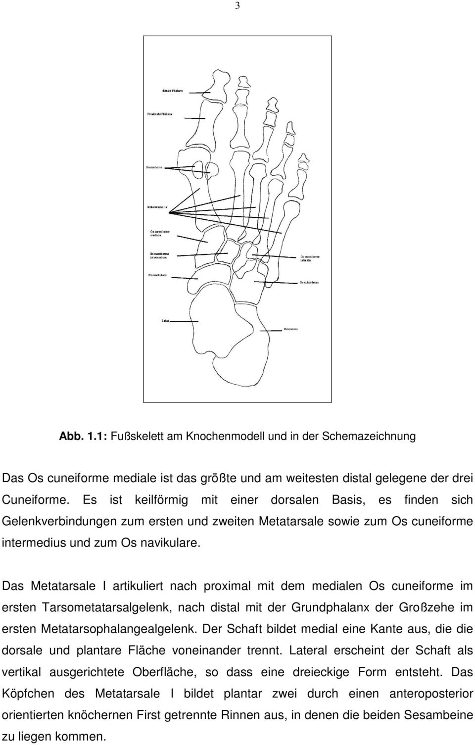 Das Metatarsale I artikuliert nach proximal mit dem medialen Os cuneiforme im ersten Tarsometatarsalgelenk, nach distal mit der Grundphalanx der Großzehe im ersten Metatarsophalangealgelenk.