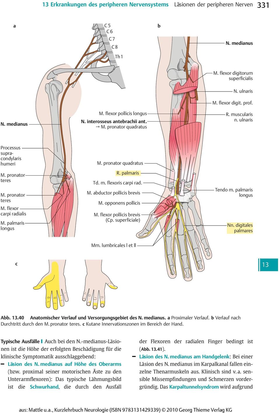 opponens pollicis pollicis brevis (Cp. superficiale) Tendo m. palmaris longus palmares Mm. lumbricalesletll c Abb..40 Anatomischer Verlauf und Versorgungsgebiet des N.medianus. aproximaler Verlauf.