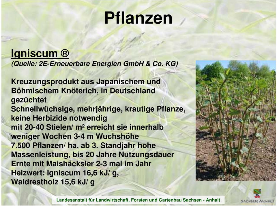 krautige Pflanze, keine Herbizide notwendig mit 20-40 Stielen/ m² erreicht sie innerhalb weniger Wochen 3-4 m Wuchshöhe