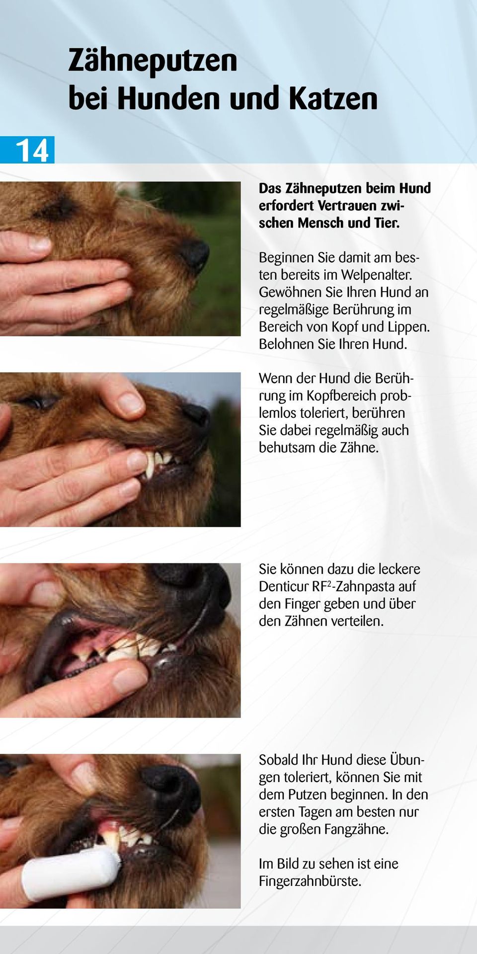 Wenn der Hund die Berührung im Kopfbereich problemlos toleriert, berühren Sie dabei regelmäßig auch behutsam die Zähne.