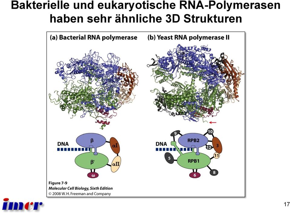 RNA-Polymerasen