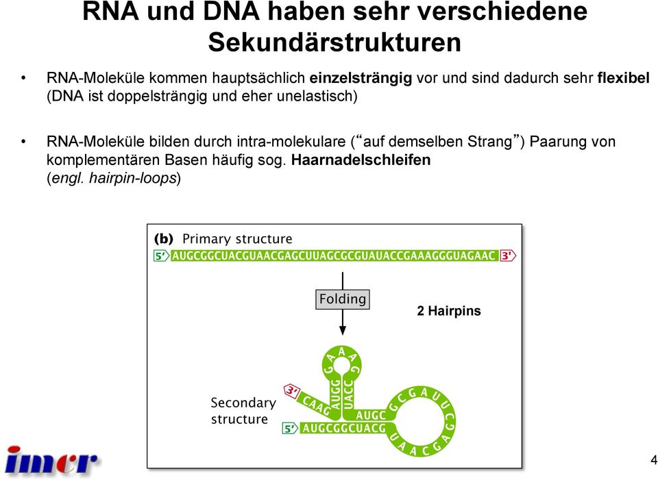 und eher unelastisch) RNA-Moleküle bilden durch intra-molekulare ( auf demselben Strang