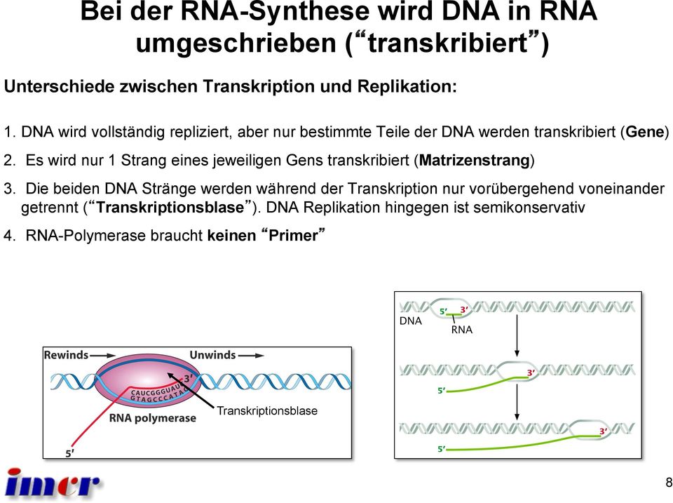 Es wird nur 1 Strang eines jeweiligen Gens transkribiert (Matrizenstrang) 3.