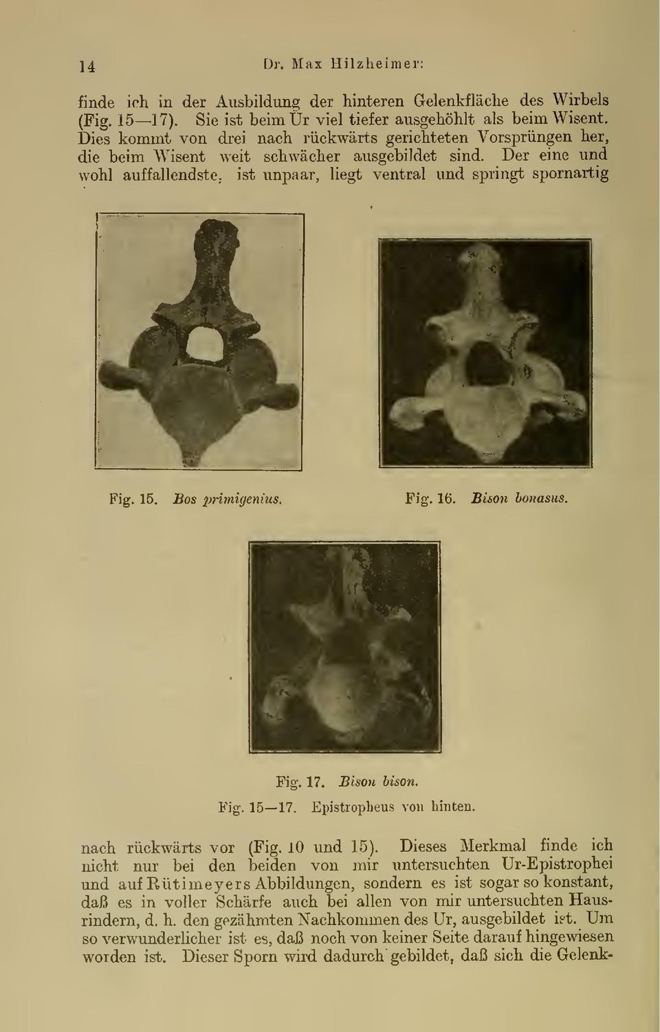 15. Bos primigenius. Fig. 16. Bison honasus. Fig. 17. Bison bison. Fig. 15 17. Epistropheus von hinten. nach rückwärts vor (Fig. io und 15).