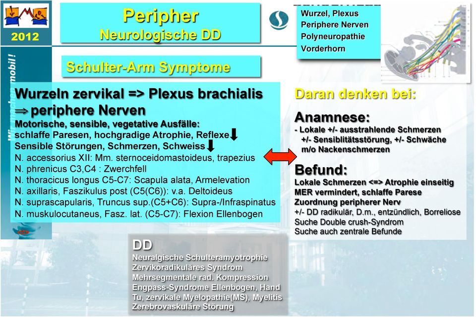 suprascapularis, Truncus sup.(c5+c6): Supra-/Infraspinatus N. muskulocutaneus, Fasz. lat. (C5-C7): Flexion Ellenbogen Neuralgische Schulteramyotrophie Zervikoradikuläres Syndrom Mehrsegmentale rad.